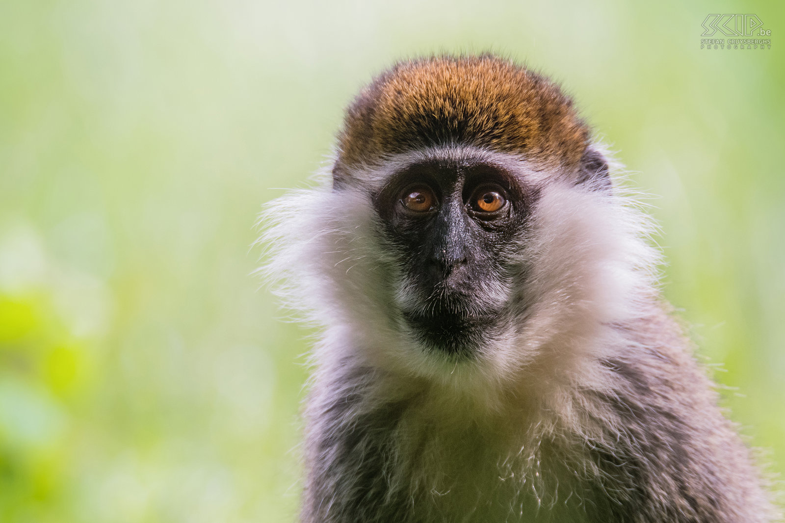 Lake Awassa - Grivet close-up The Grivet (Chlorocebus aethiops) is a species of monkeys that only lives in Sudan, Ethiopia and Eritrea. He is mainly dependent on the Acacia. Stefan Cruysberghs